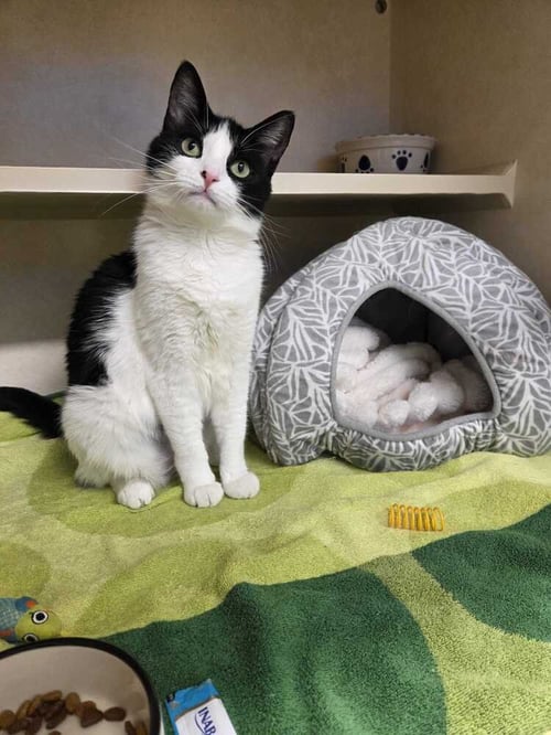 ABIGAIL - Domestic Short Hair available for adoption