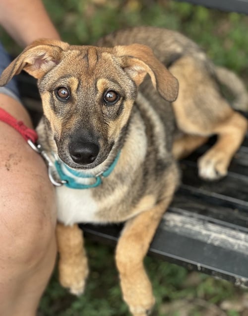 VELA - Terrier available for adoption