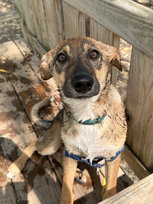 VELA - Terrier available for adoption