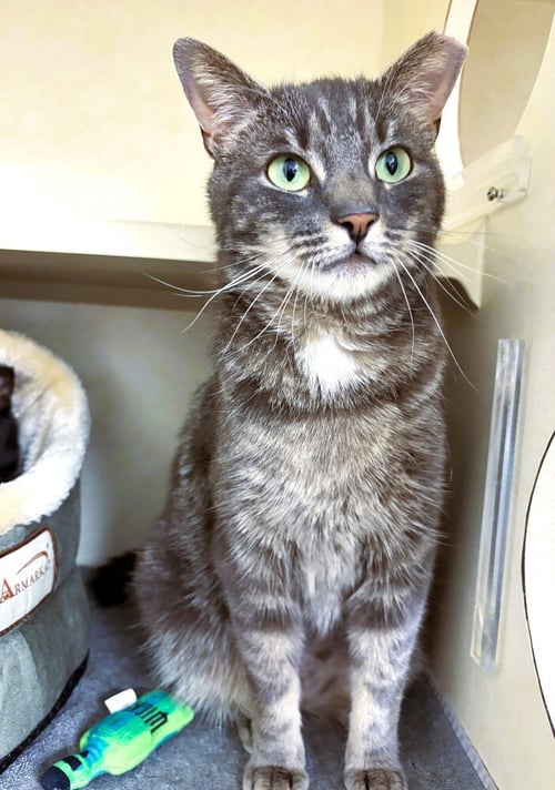 BASHFUL - Domestic Short Hair available for adoption
