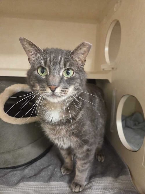 BASHFUL - Domestic Short Hair available for adoption