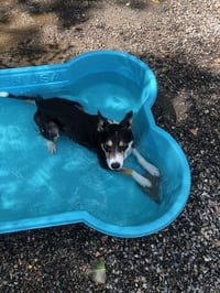 Bella - Photo 3