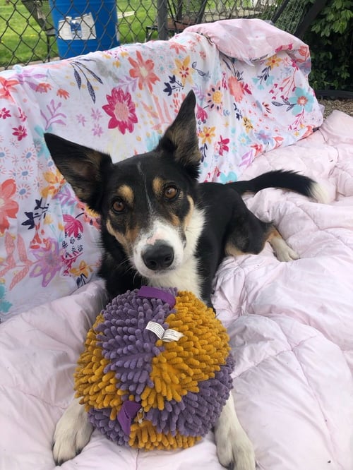 BELLA - Border Collie available for adoption