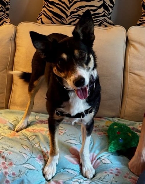 BELLA - Border Collie available for adoption