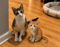 Calla Lyllie and Sunny **Courtesy Post - Photo 1