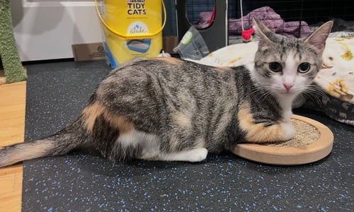 CALLA LYLLIE **COURTESY POST - Domestic Short Hair available for adoption