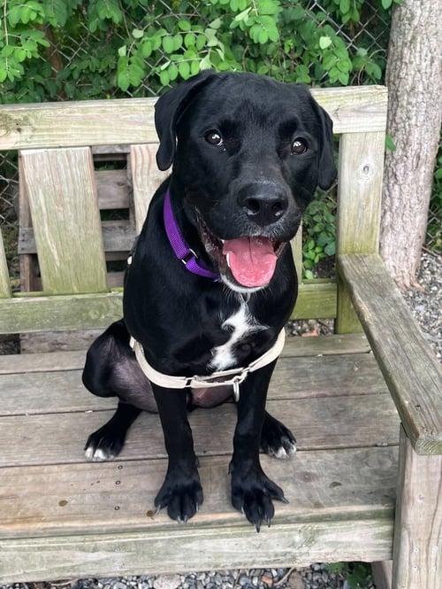GOOFY - Unknown available for adoption