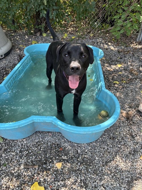 GOOFY - Unknown available for adoption