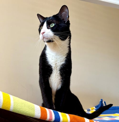 RUBY TUESDAY - Domestic Short Hair available for adoption