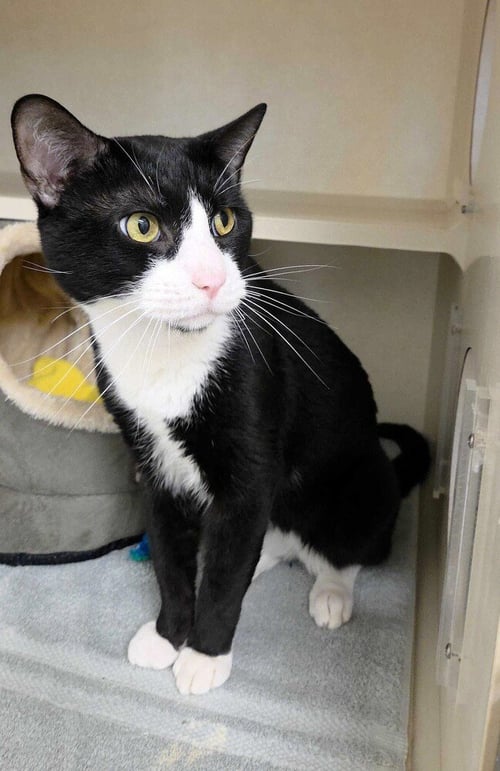 RUBY TUESDAY - AVAILABLE 9/22 - Domestic Short Hair available for adoption