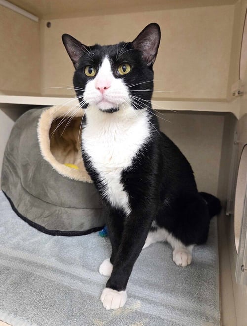 RUBY TUESDAY - AVAILABLE 9/22 - Domestic Short Hair available for adoption
