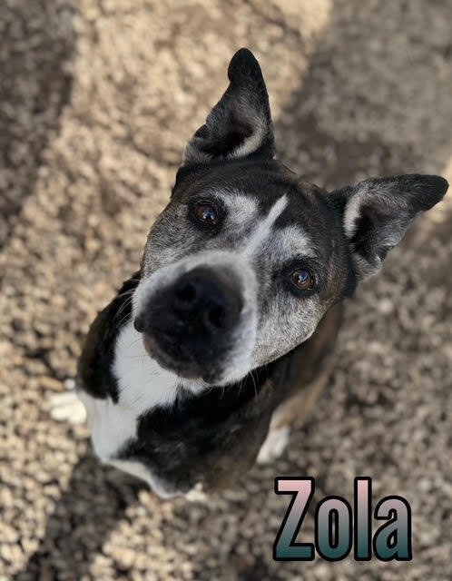 ZOLA - Terrier available for adoption