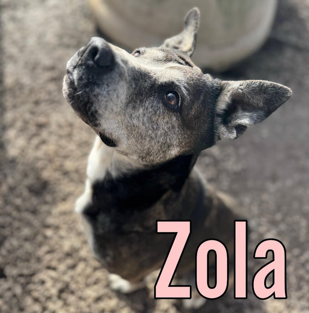 ZOLA - Terrier available for adoption