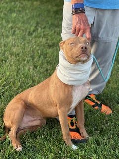 JULIUS AVAILABLE 8/20 - Unknown available for adoption