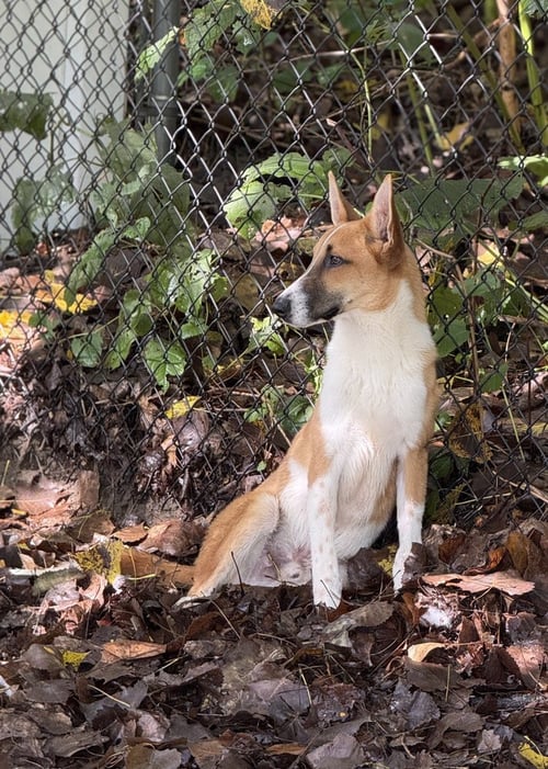 FINN AVAILABLE 9/15 - Terrier available for adoption