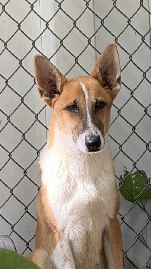 FINN AVAILABLE 9/15 - Terrier available for adoption