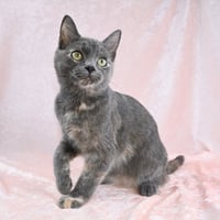 Gwen  - available 10/17 - Photo 2