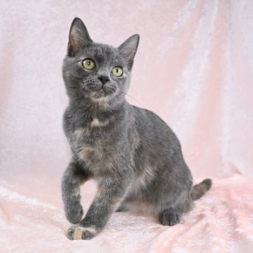 GWEN  - AVAILABLE 10/17 - Domestic Short Hair available for adoption