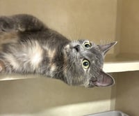 Gwen  - available 10/17 - Photo 3