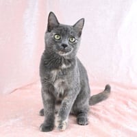 Gwen  - available 10/17 - Photo 4