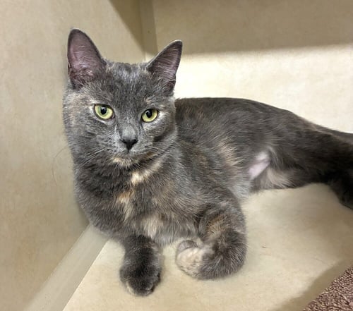 GWEN  - AVAILABLE 10/17 - Domestic Short Hair available for adoption