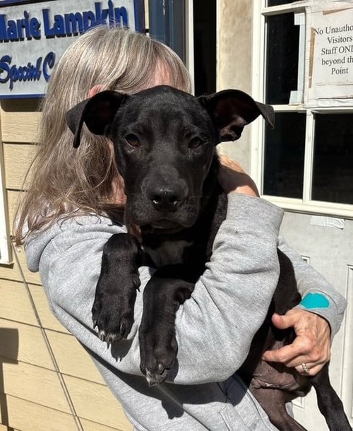 FLEECE AVAILABLE 10/22 - Labrador Retriever available for adoption