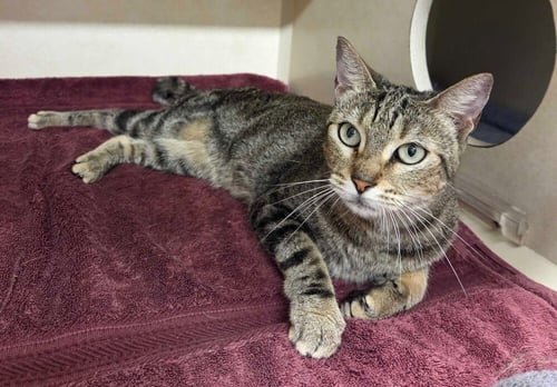 MERCEDES - Domestic Short Hair available for adoption