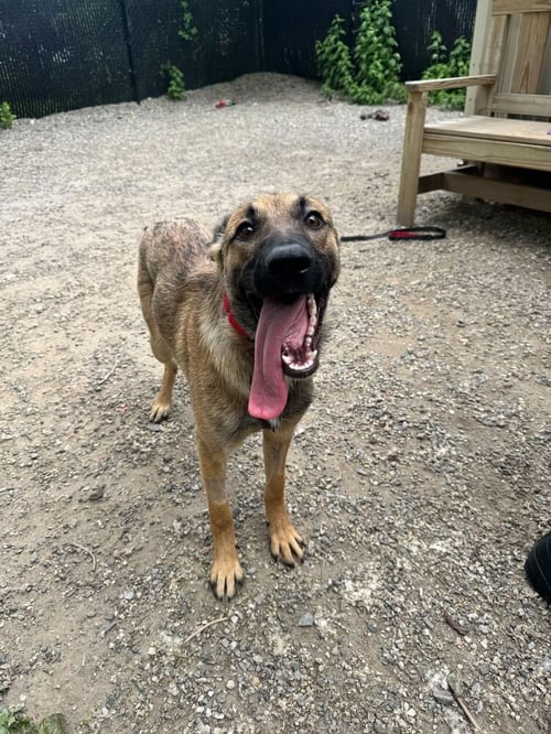 JACKIE - Shepherd available for adoption