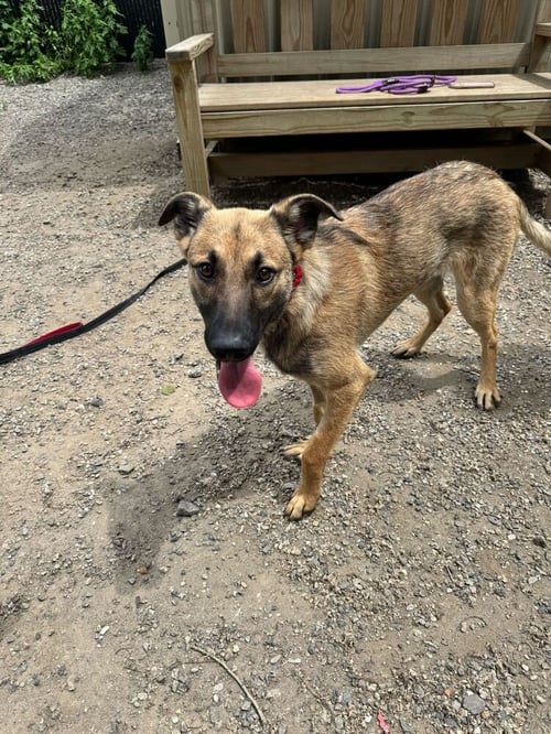 JACKIE - Shepherd available for adoption