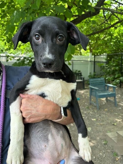 WYNN - Unknown available for adoption