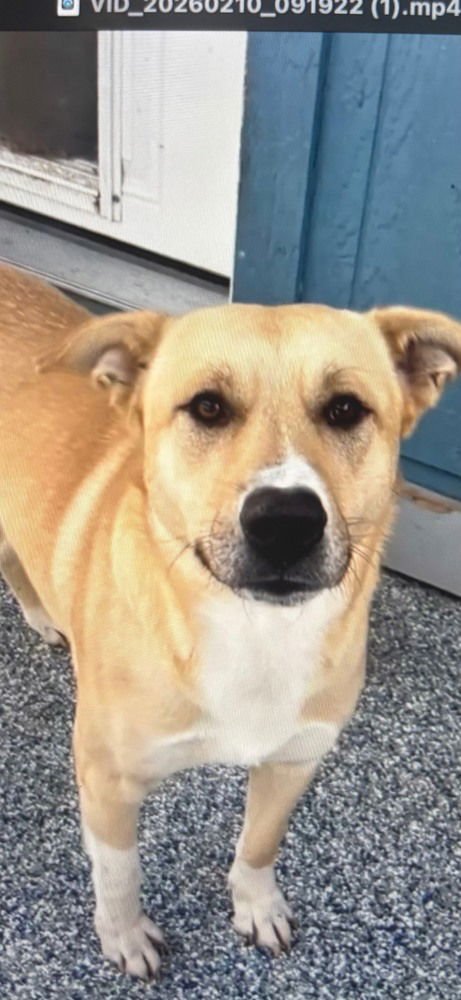 CHESTER - Unknown available for adoption