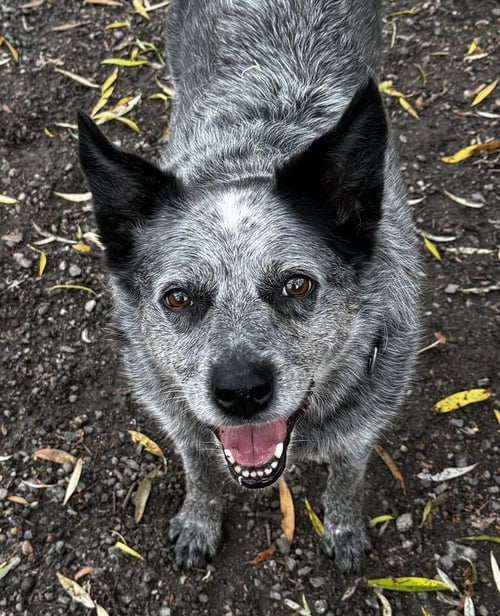 BRYCE - Australian Cattle Dog/Blue Heeler available for adoption