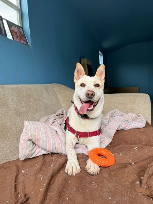 TAFFY - Shepherd available for adoption
