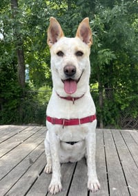 Taffy - Photo 3