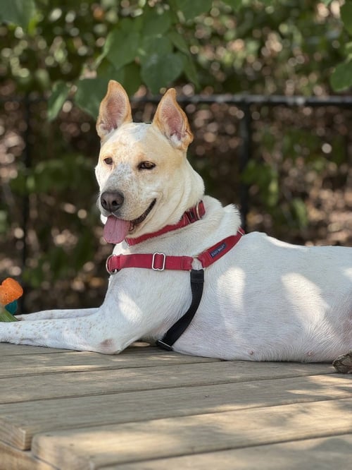 TAFFY - Shepherd available for adoption
