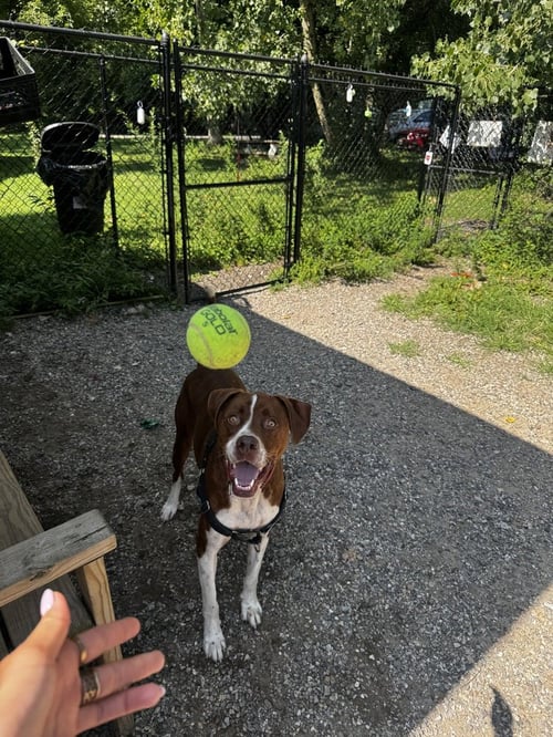 GARLIC - Labrador Retriever / Boxer available for adoption