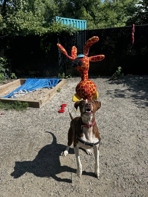 GARLIC - Labrador Retriever / Boxer available for adoption