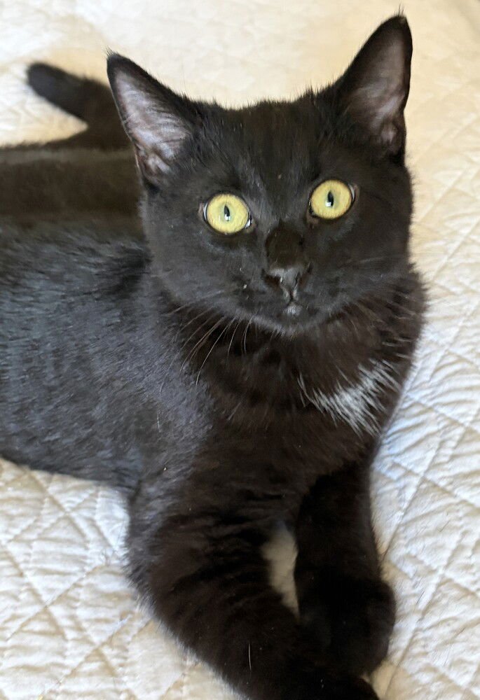 WHIT - Domestic Short Hair available for adoption