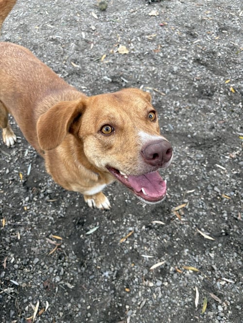 GEMMA AVAILABLE 10/22 - Labrador Retriever / Golden Retriever available for adoption