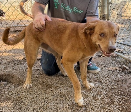 GEMMA AVAILABLE 10/22 - Labrador Retriever / Golden Retriever available for adoption