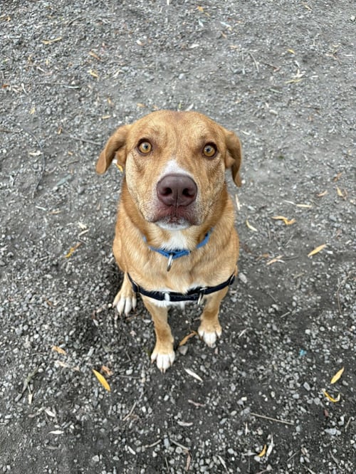 GEMMA AVAILABLE 10/22 - Labrador Retriever / Golden Retriever available for adoption