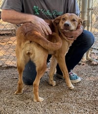 Gemma available 10/22 - Photo 1