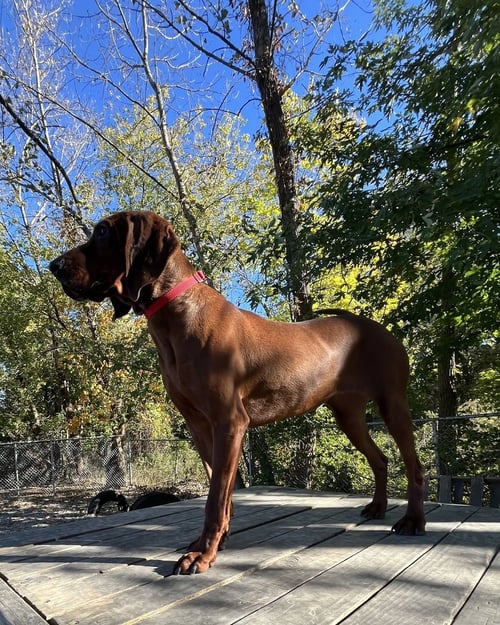 DOLLY AVAILABLE 10/22 - Hound available for adoption
