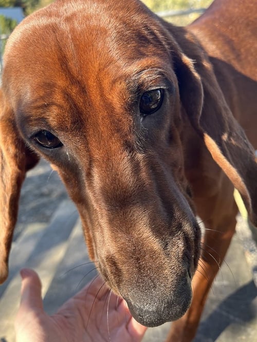 DOLLY AVAILABLE 10/22 - Hound available for adoption