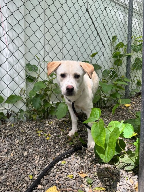 DUSTER - Unknown available for adoption