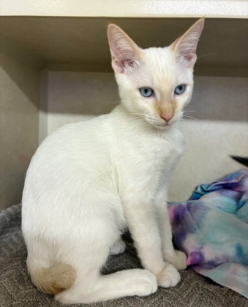 STEVIE B. - AVAILABLE 10/17 - Domestic Short Hair available for adoption