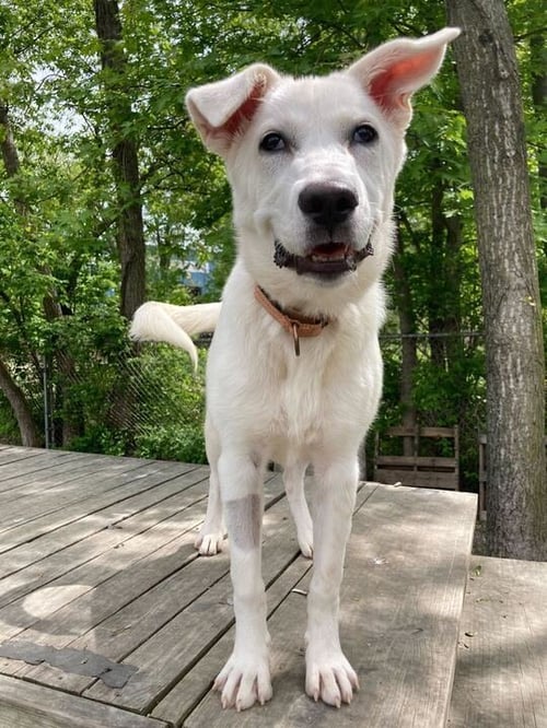 DIPITY - Labrador Retriever available for adoption