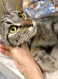 Meoweth - available 10/10 - Photo 1