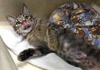Meoweth - available 10/10 - Photo 2