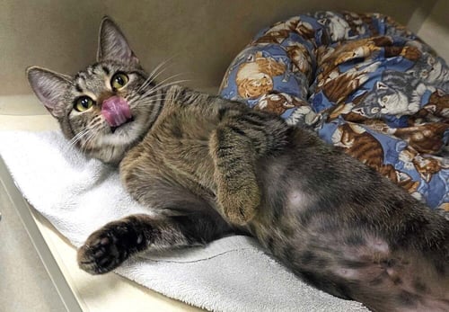 MEOWETH - AVAILABLE 10/10 - Domestic Short Hair available for adoption